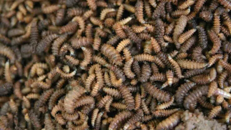 Maggot production