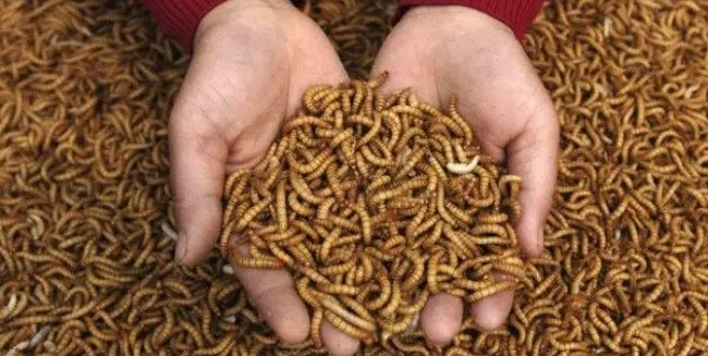 Maggot Farming and Culture (Vol 2)