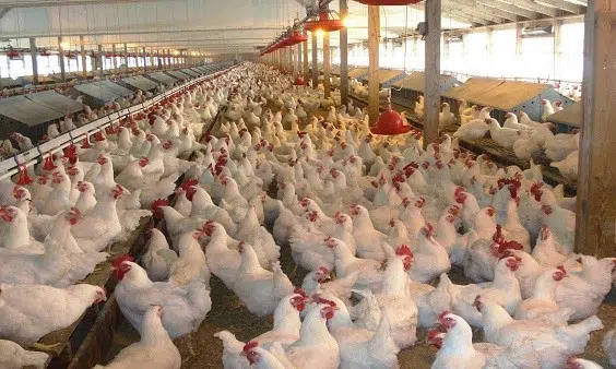 Importance of Keeping Records on a Poultry Farm