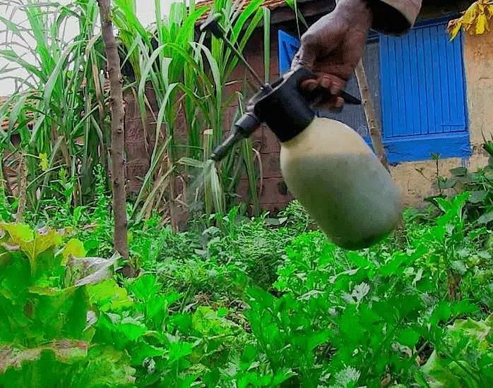 Importance of Rabbit Urine As Organic Fertilizer And Pesticide