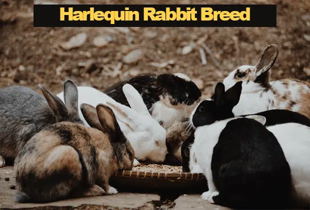 Harlequin Rabbit Breed