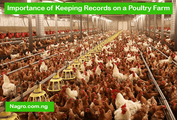Importance of Keeping Records on a Poultry Farm