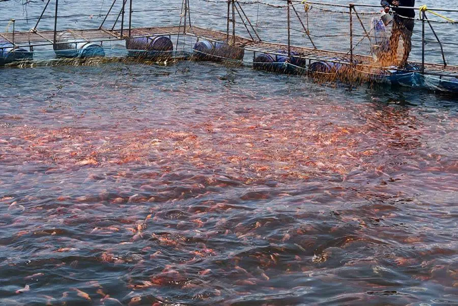 Whan to start feeding newly hatched fries