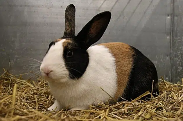 Harlequin Rabbit Breed