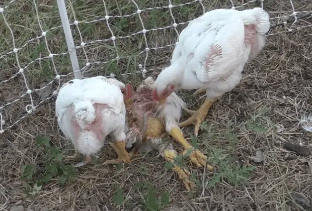 Causes Of Cannibalism in Poultry, Signs and Solutions