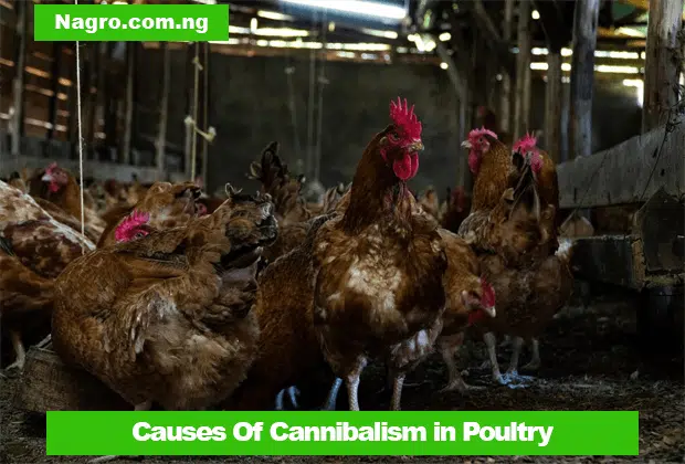 Causes Of Cannibalism in Poultry