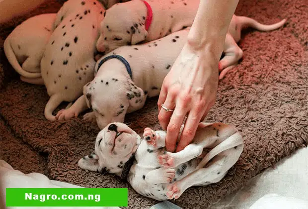 Dog Breeding For Beginners