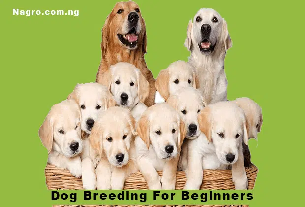 Dog Breeding For Beginners