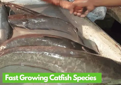 Fast Growing Catfish Species In Nigeria 2022