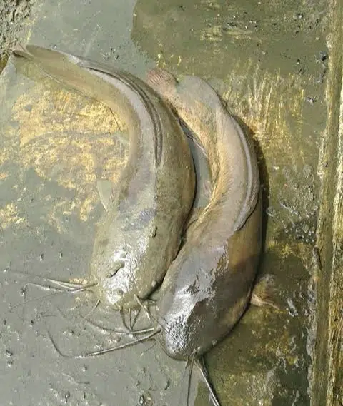 Fast Growing Catfish Species In Nigeria 2022