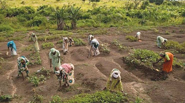 CBN Promises Continuous Support To Farmers in Ondo