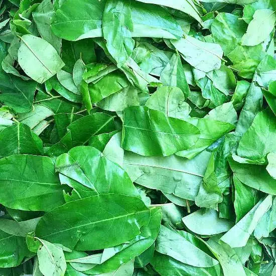 11 Top Health Benefits of Oha Leaves