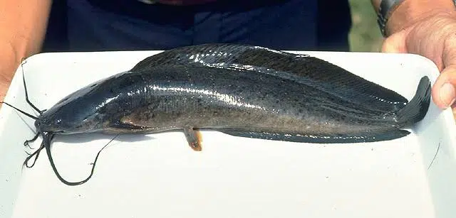 Fast growing catfish species 