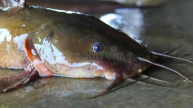 Clarias x Heterobranchus Hybrid