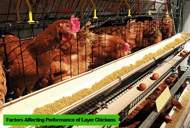 Six (6) Factors Affecting Performance of Layer Chickens