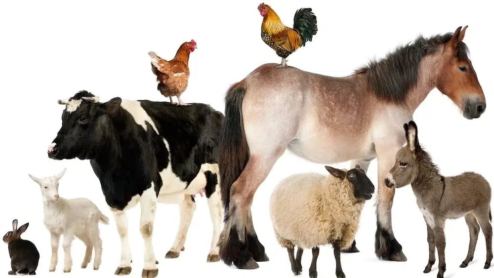Farm Animals