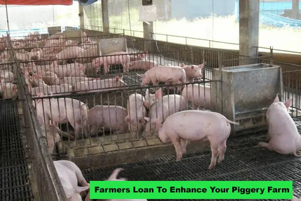 Farmers Loan To Enhance Your Piggery Farm