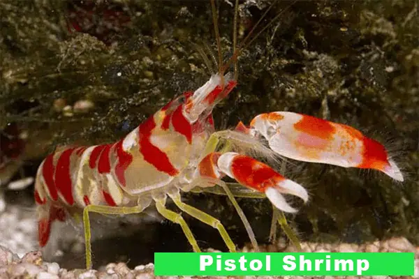 The Amazing Power And Facts Of Pistol Shrimp