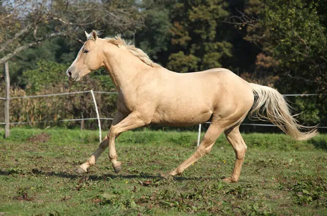 Palomino Horse Origin