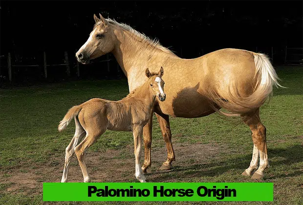 Palomino Horse Origin