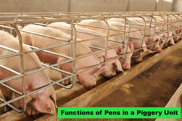 Types And Functions of Pens in a Piggery Unit