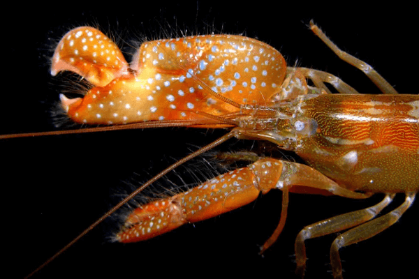 The Amazing Power And Facts Of Pistol Shrimp