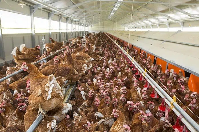 Six (6) Factors Affecting Performance of Layer Chickens