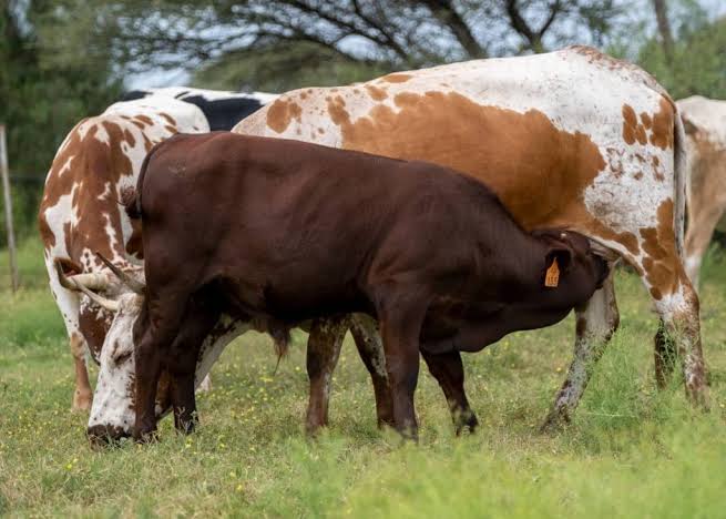 Cross-Breeding An Important Tool For Tropical Livestock Improvement