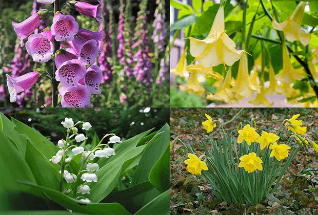 10 Amazing Bell-Shaped Flowers To Decorate Your Garden