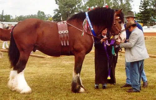 Top 8 Biggest Horse Breeds