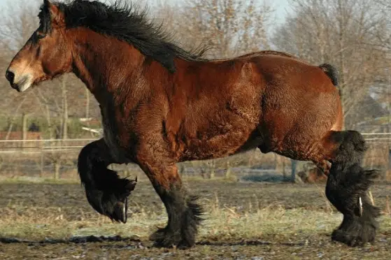 Belgian Draft Horse Breed