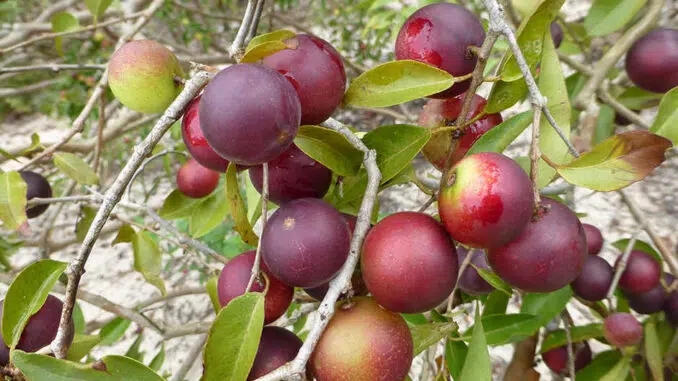 List Of Tropical Rainforest Plants
