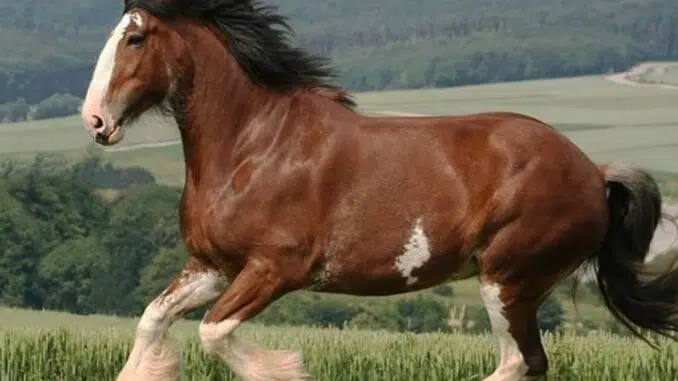 Top 8 Biggest Horse Breeds