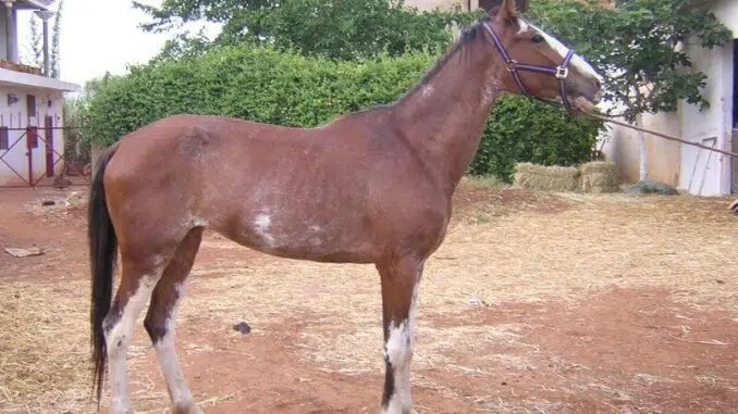 Full List of African Horse Breeds