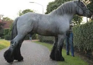 Dutch Draft Horse Breed