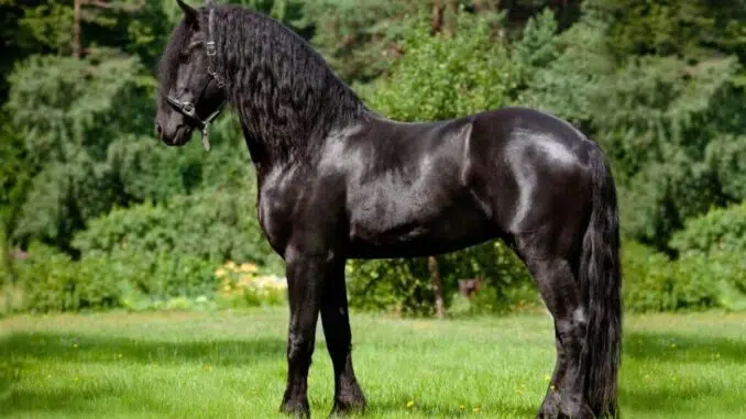 Friesian Horse Breed