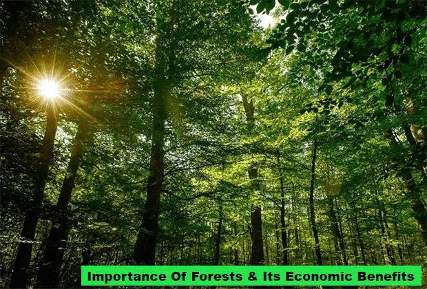 11 Importance Of Forest And Its Economy Benefits