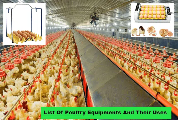 List Of Poultry Equipments And Their Uses