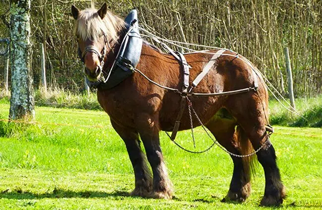 Percheron Horse Breed