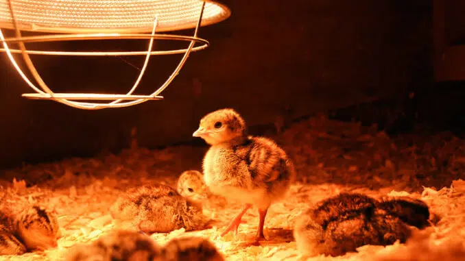 Poultry Brooders
