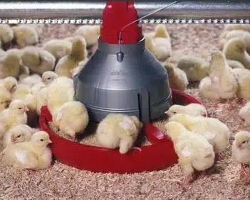 List Of Poultry Equipments And Their Uses