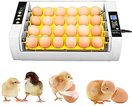 List Of Poultry Equipments And Their Uses
