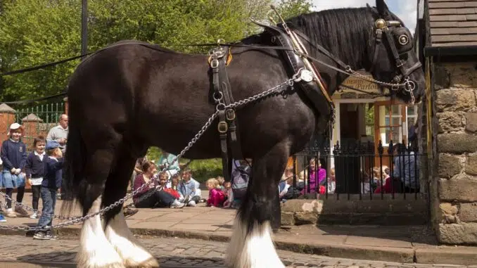 Shire Horse Breed