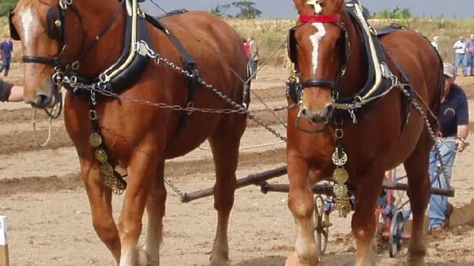 Top 8 Biggest Horse Breeds