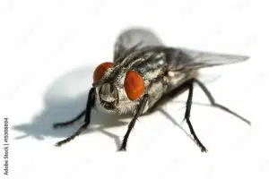 Top 11 Animals That Can Live After Death