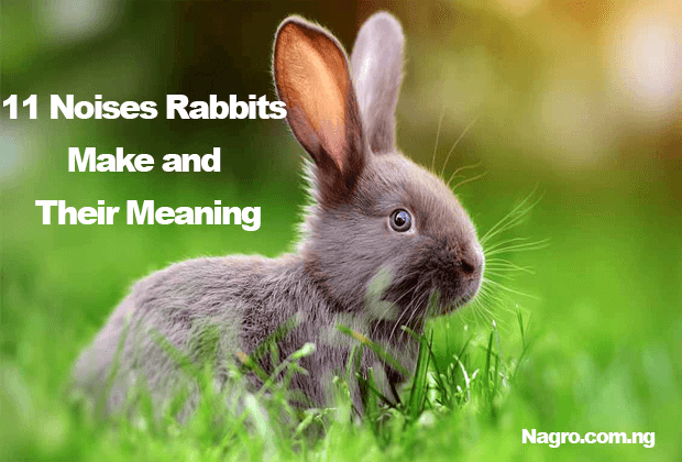 11 Noises Rabbits Make and Their Meaning