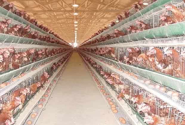 8 Benefits Of Raising Chickens in Battery Cage System
