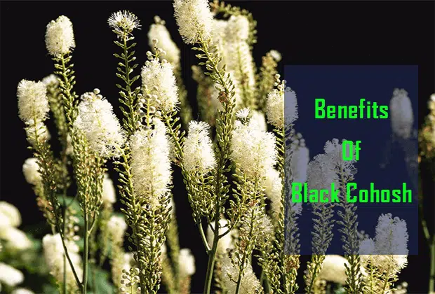 Black Cohosh Benefits