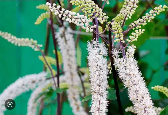 Black Cohosh Benefits