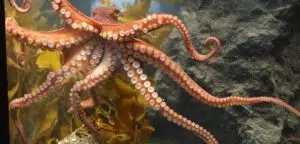 Top 11 Animals That Can Live After Death